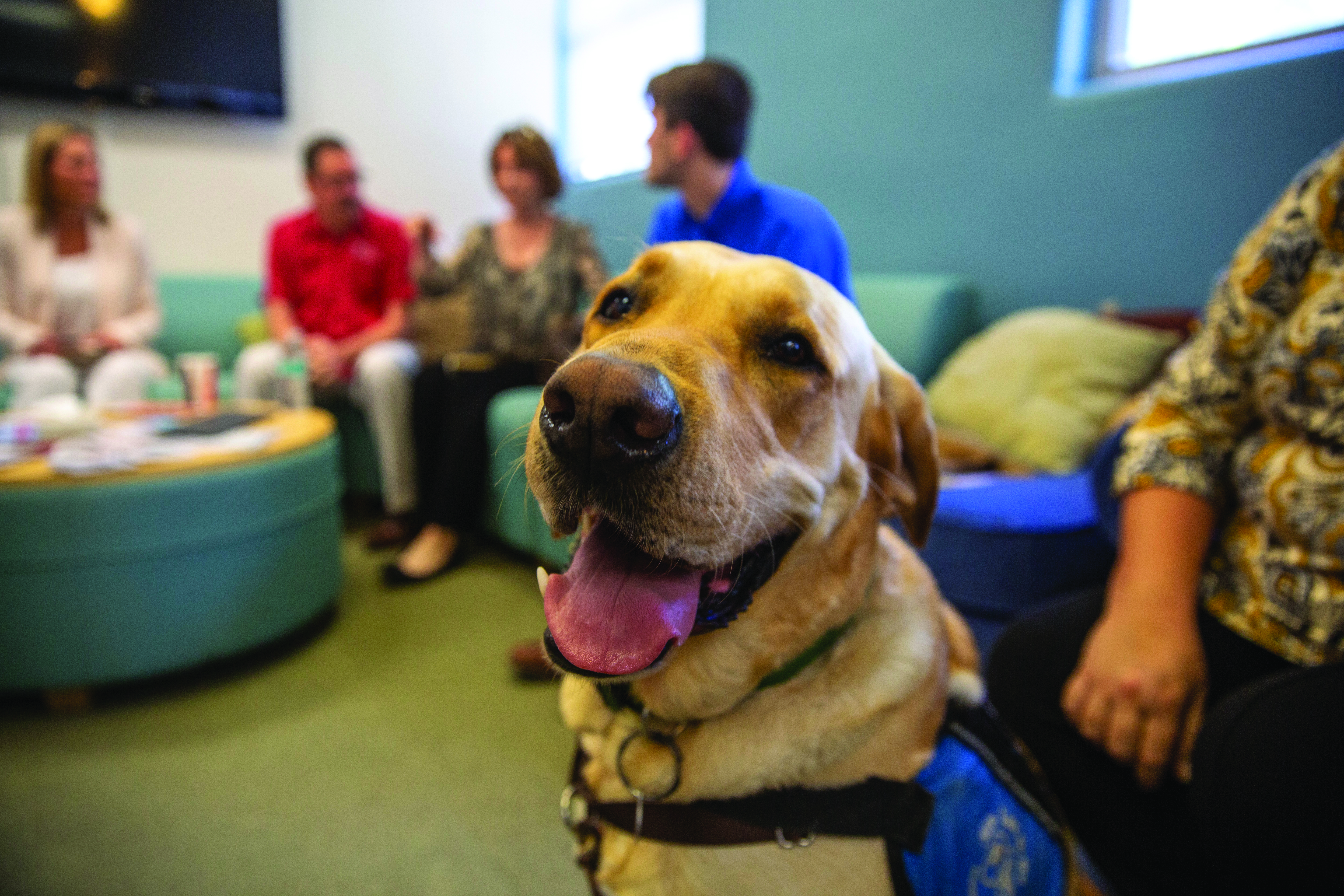 Veterans Affairs soon to welcome new therapy dog, Doc