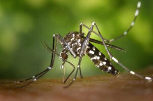 Aedes mosquitos: New invasive species