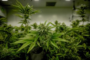 Op-Ed: Puff, Puff, Pass Measure O