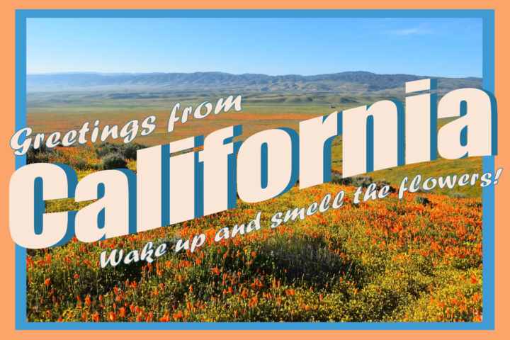 California super bloom brings flower power 