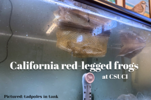 CI, Santa Barbara Zoo work to restore California red-legged frog